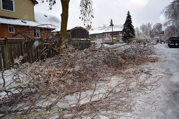 Trees damaged on Primrose Crescent in Brampton, Ontario. December 23, 2013
