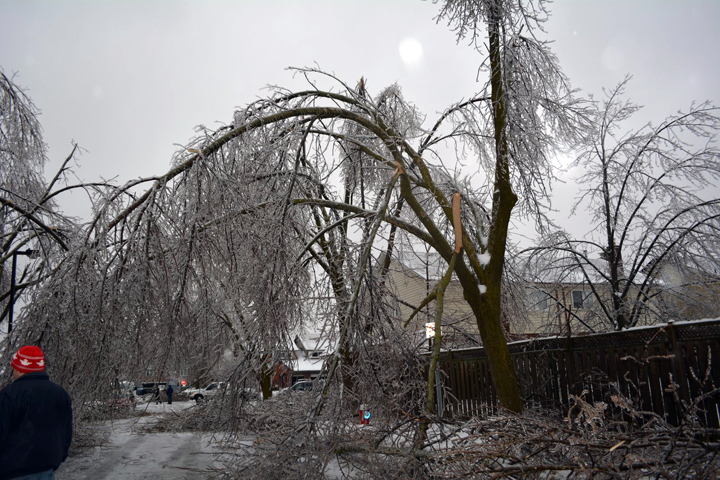 Trees damaged on Primrose Crescent in Brampton, Ontario. December 23, 2013