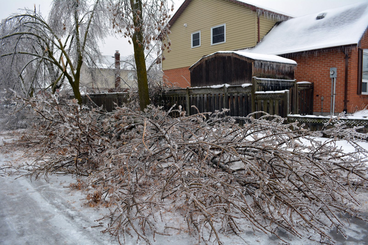 Trees damaged on Primrose Crescent in Brampton, Ontario. December 23, 2013