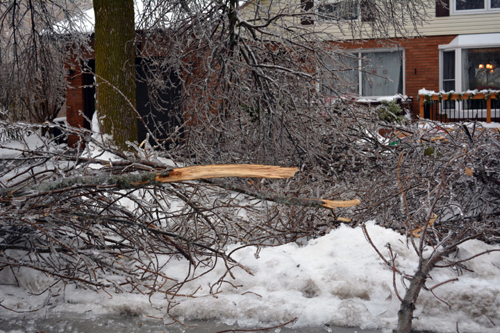 Trees damaged on Primrose Crescent in Brampton, Ontario. December 23, 2013