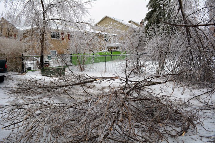 Trees damaged on Primrose Crescent in Brampton, Ontario. December 23, 2013