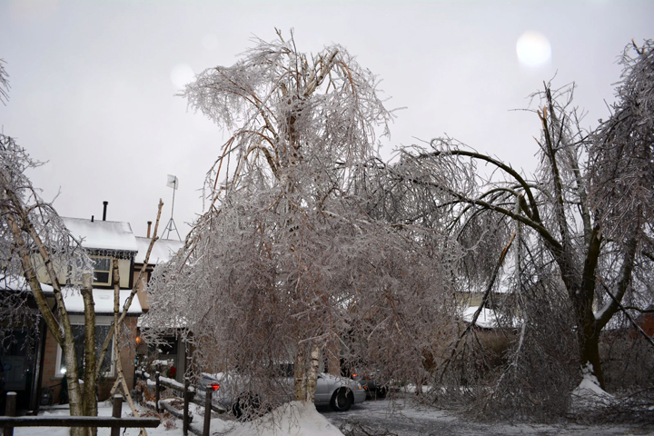 Trees damaged on Primrose Crescent in Brampton, Ontario. December 23, 2013