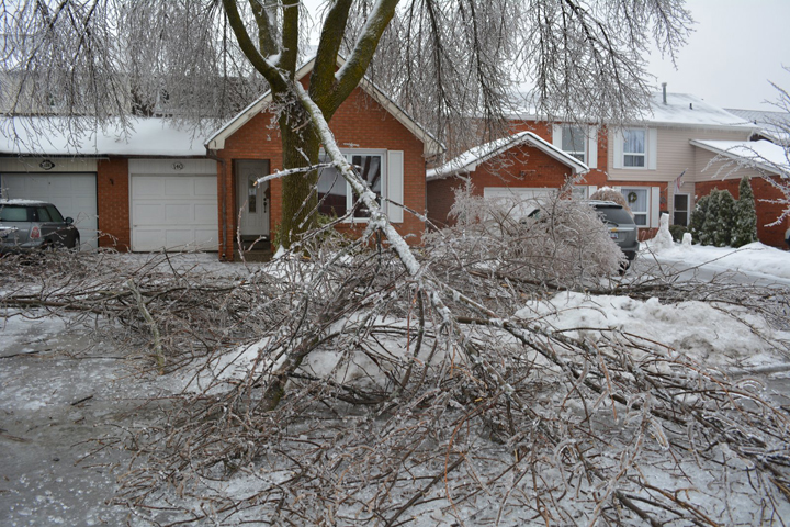 Trees damaged on Primrose Crescent in Brampton, Ontario. December 23, 2013