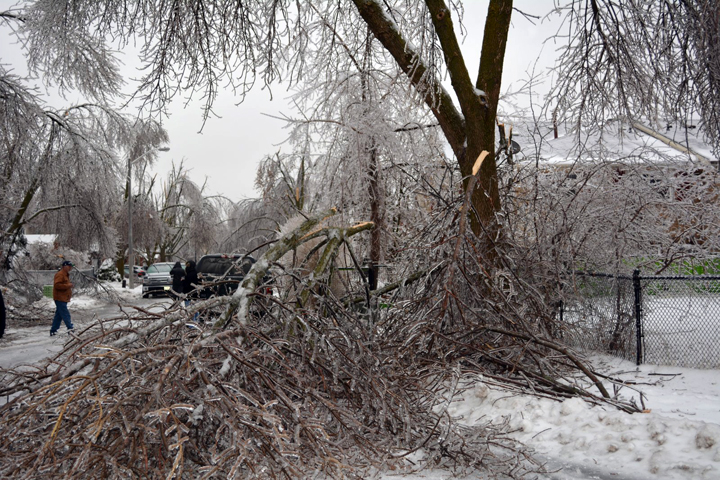 Trees damaged on Primrose Crescent in Brampton, Ontario. December 23, 2013