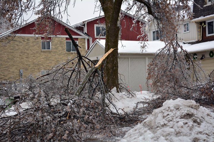 Trees damaged on Primrose Crescent in Brampton, Ontario. December 23, 2013