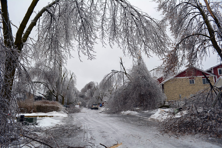 Trees damaged on Primrose Crescent in Brampton, Ontario. December 23, 2013
