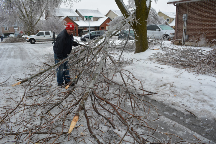 Trees damaged on Primrose Crescent in Brampton, Ontario. December 23, 2013