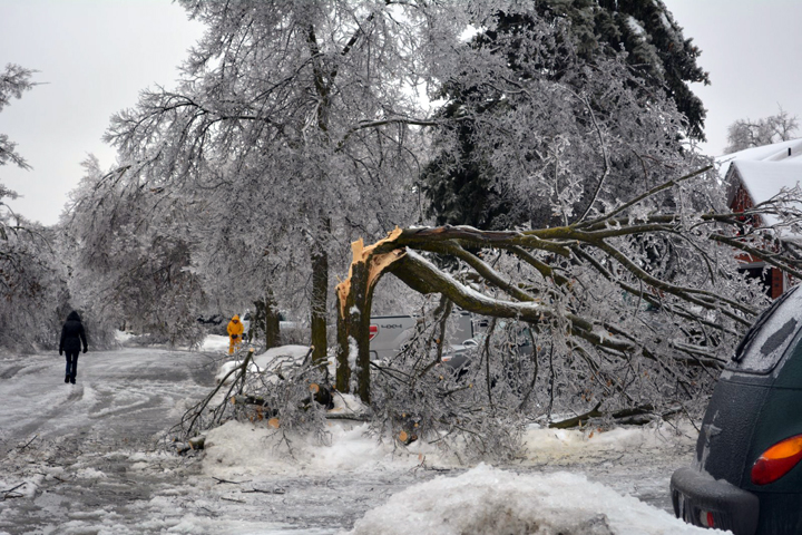 Trees damaged on Primrose Crescent in Brampton, Ontario. December 23, 2013