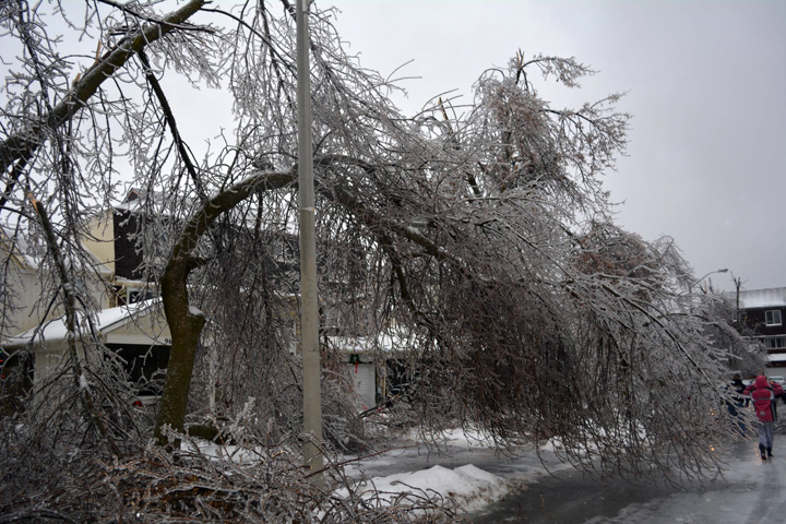 Trees damaged on Primrose Crescent in Brampton, Ontario. December 23, 2013