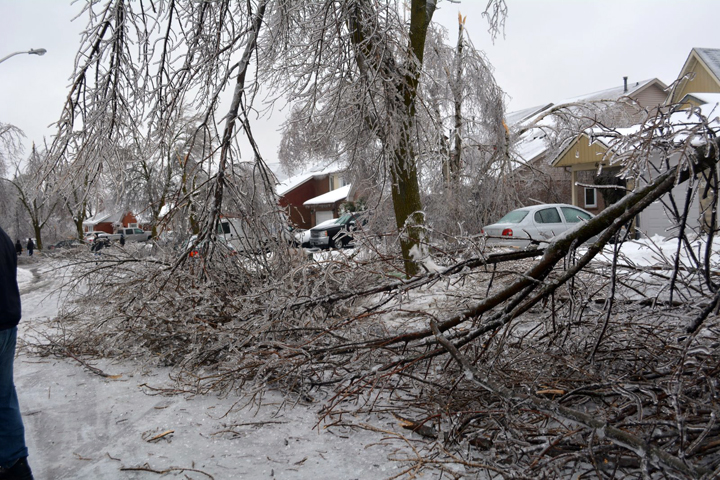 Trees damaged on Primrose Crescent in Brampton, Ontario. December 23, 2013