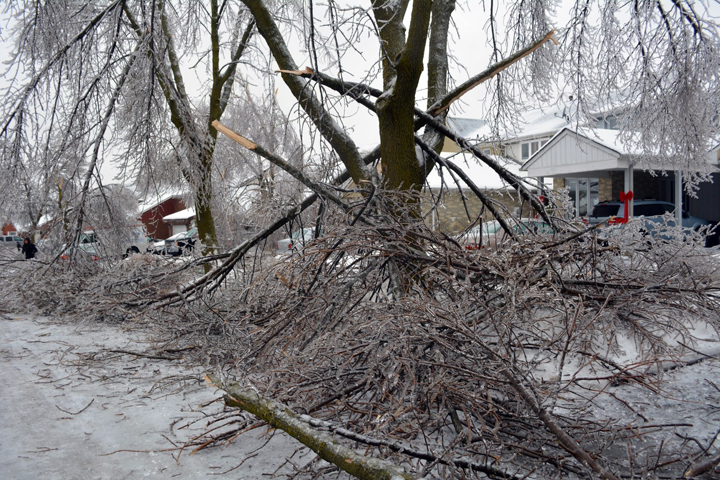 Trees damaged on Primrose Crescent in Brampton, Ontario. December 23, 2013