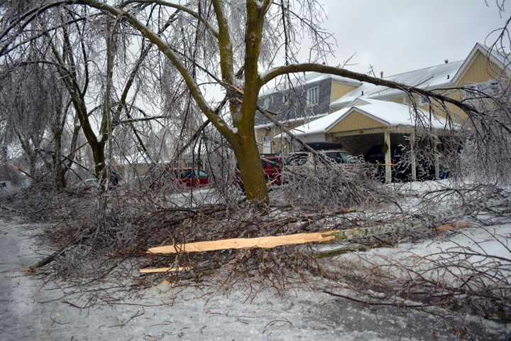 Trees damaged on Primrose Crescent in Brampton, Ontario. December 23, 2013