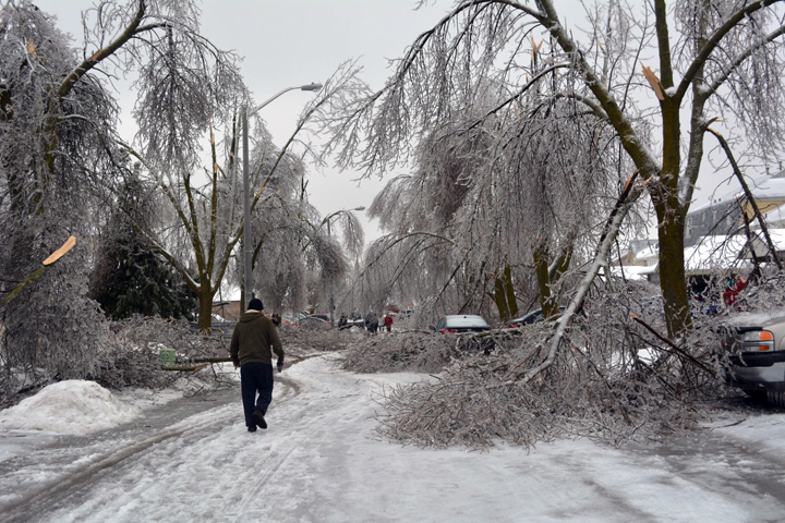 Trees damaged on Primrose Crescent in Brampton, Ontario. December 23, 2013