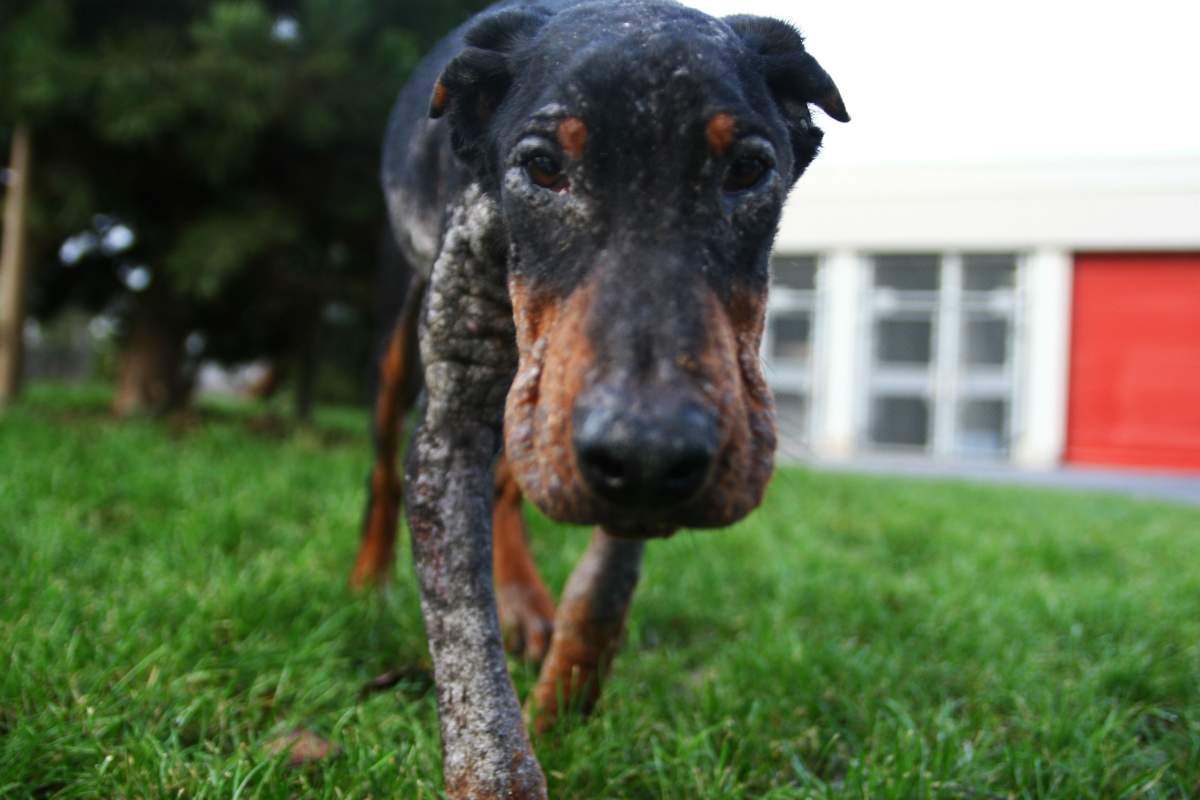 Prudence is now recovering at the Surrey Animal Resource Centre after being dropped off at a vet near death.