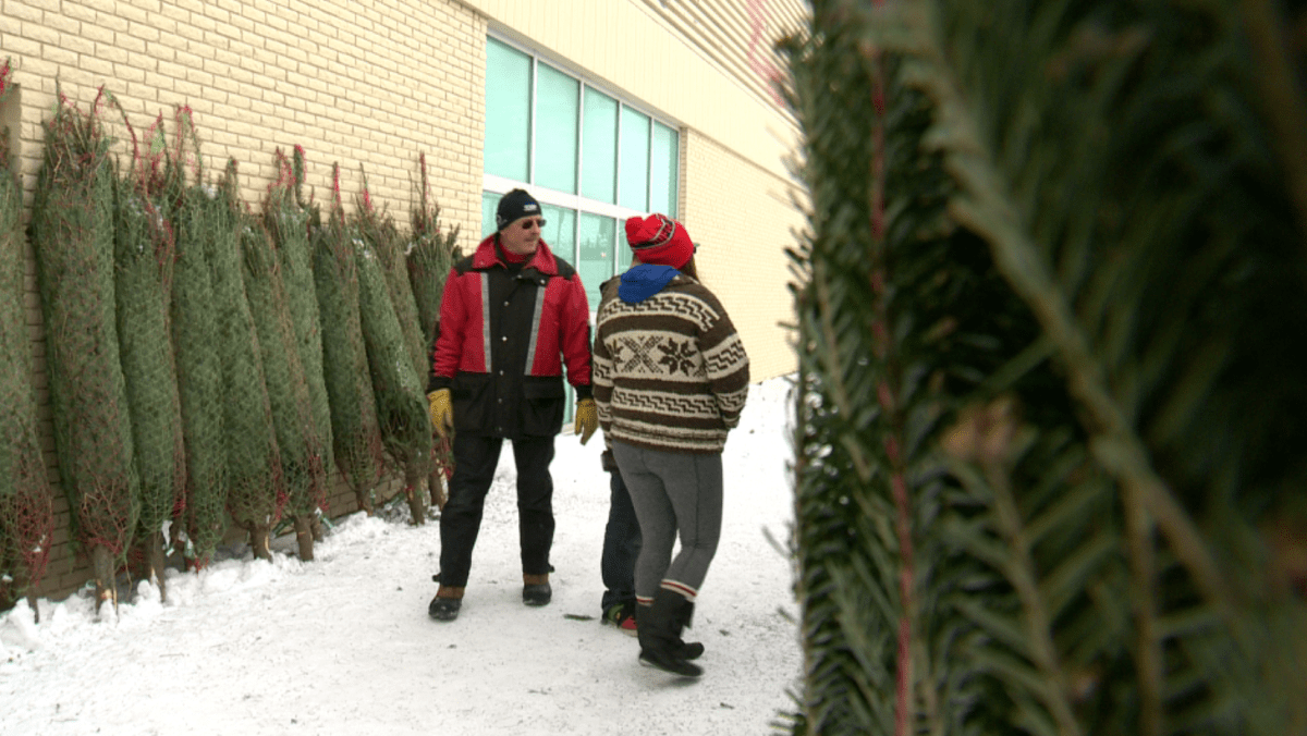 A Regina Y's Men's Club charitable Christmas tree lot found itself a few needles short this week, when thieves stole 30 trees.