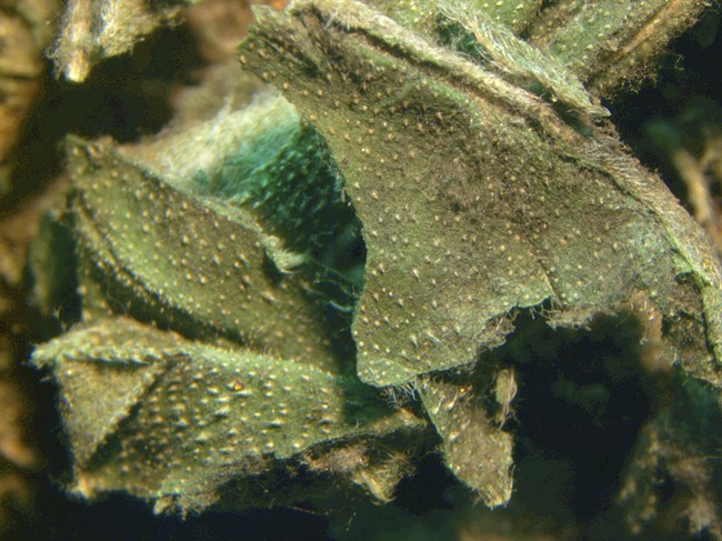 This undated photograph provided by the a University of New Haven, and taken by a microscope set to 10-times magnification, shows a marijuana leaf covered with mold.