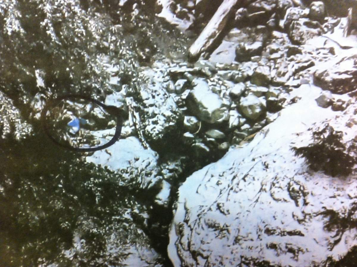 The suspected shelter.