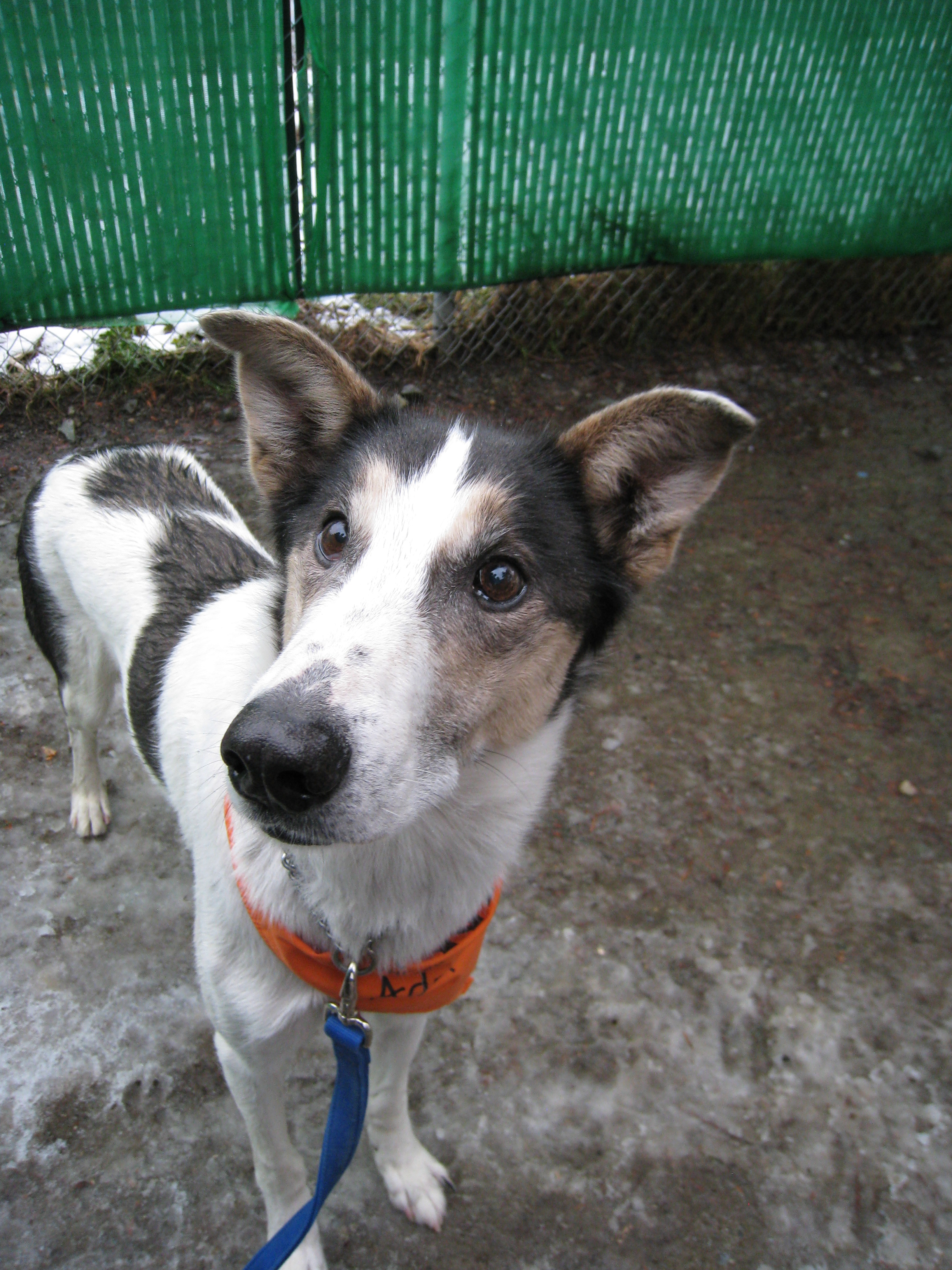 Retired best sale sled dogs