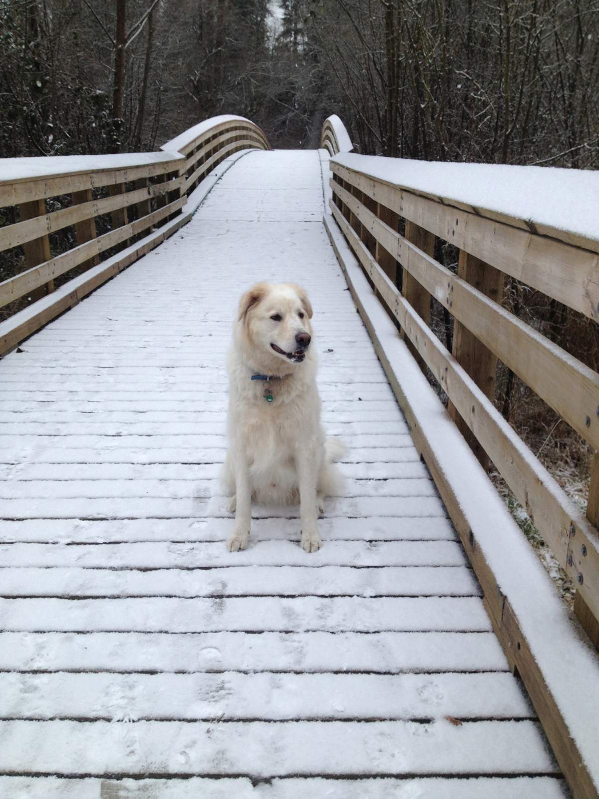 Snow in Maple Ridge.