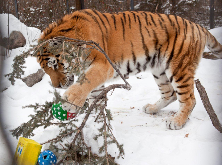 Christmas Assiniboine Park Zoo Winnipeg