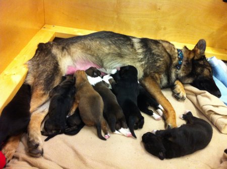 WATCH: German Shepherd adopts abandoned puppies found in a box ...