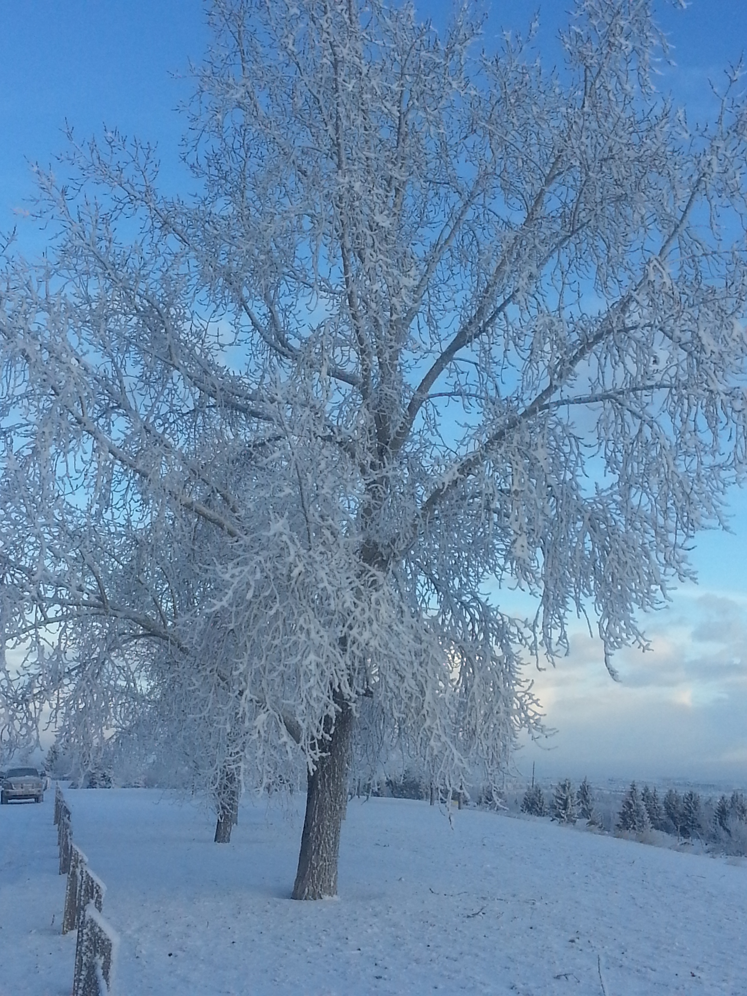 GALLERY Hoar Frost Coats Calgary Calgary Globalnews Ca   Trish Gushulak2 