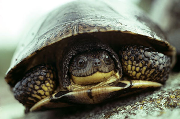 Blanding's Turtle is one of seven species of Ontario turtle considered to be at risk.