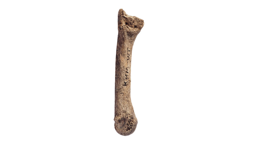 The styloid process, the bone discovered in West Turkana, Kenya. (University of Missouri)