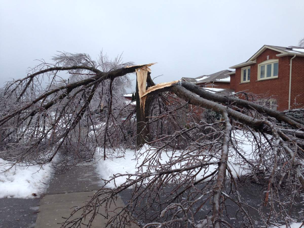 A tree is split down the middle following an ice storm that rolled across eastern Ontario.