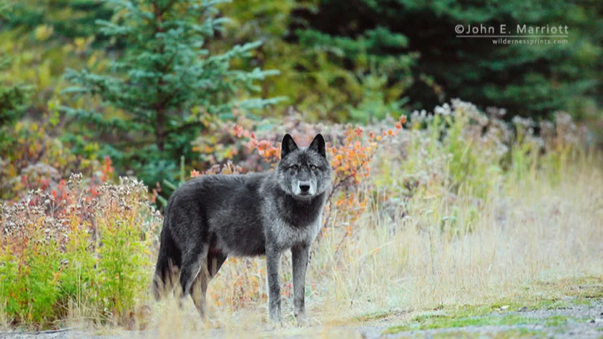 Special Series: Wolf Woes