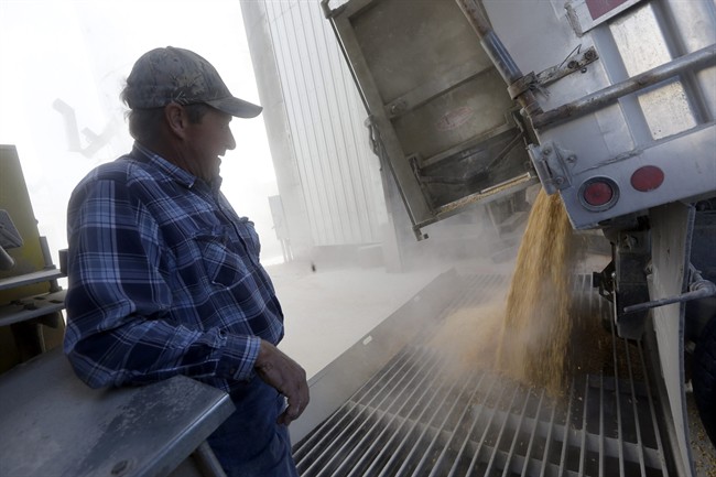 A farmer watches a load of corn delivered to a grain elevator. It's estimated that more than 75 per cent of all food products sold in Canada contain at least one GM ingredient.