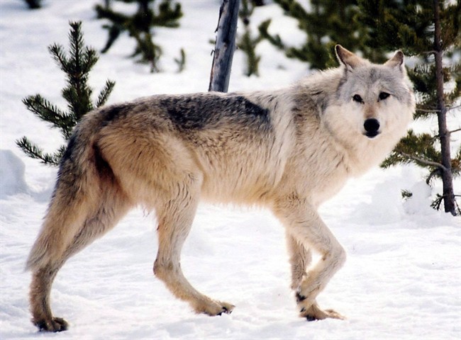 This undated file image provided by Yellowstone National Park, Mont., shows a grey wolf in the wild. Saskatchewan government amending wildlife laws to allow landowners to protect livestock, property from ravens and wolves.