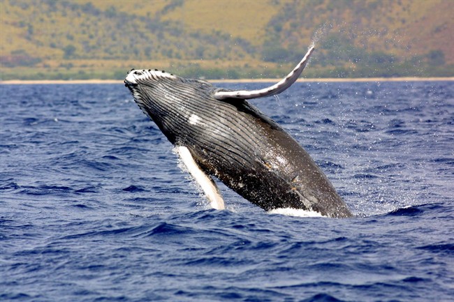A humpback whale jumps out of the waters off Hawaii in this undated photo. THE CANADIAN PRESS/AP/NOAA Fisheries