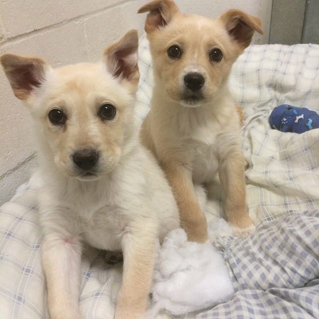 These puppies at the Quesnel BC SPCA were unharmed after an alleged robbery Saturday night, but they desperately need the funds that were stolen so the shelter can continue caring for them. 