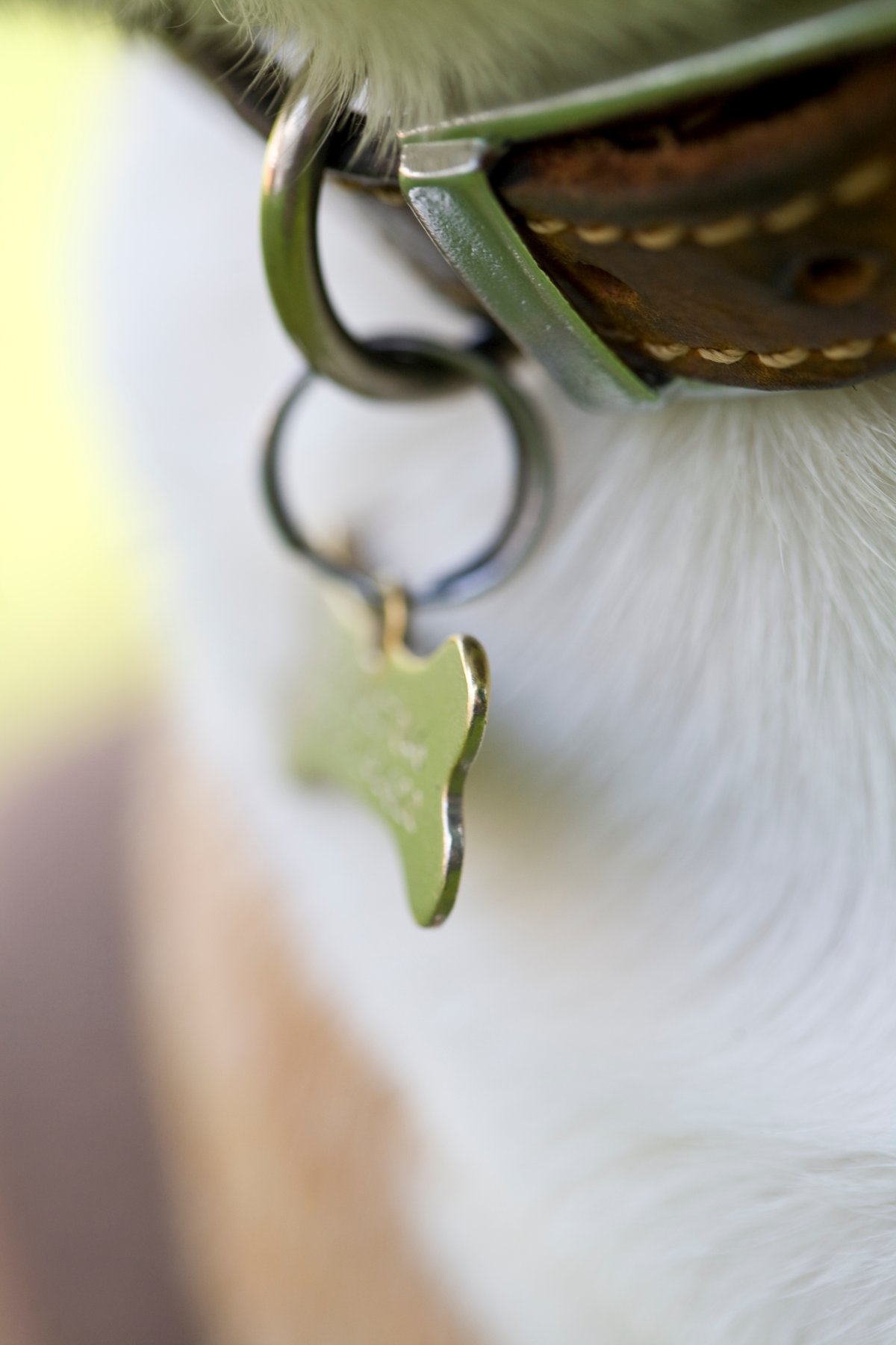 A stock photo of a dog collar and identification tag.