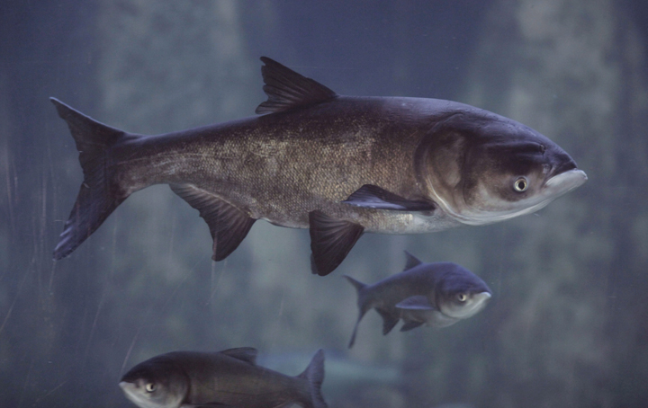8 options to keep Asian carp out of Great Lakes: Army Corps report