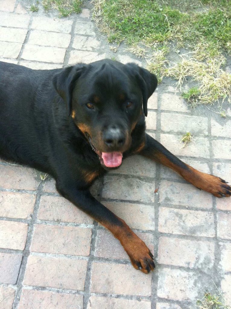 One of the Rottweilers, Axel. Photo submitted by owner.