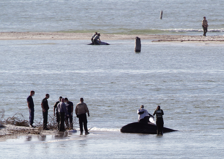 A beached pilot whale is tended to on New Pass south of Lover's Key on Monday, Jan. 20, 2014, in Lee County, Fla. 