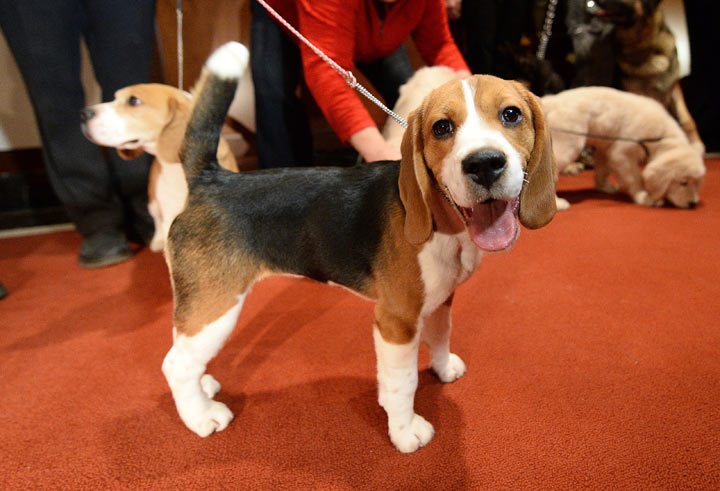 A Beagle poses as the 2013 most popular dog breeds in the US are unveiled to the press at the American Kennel Club in New York on January 31, 2014.