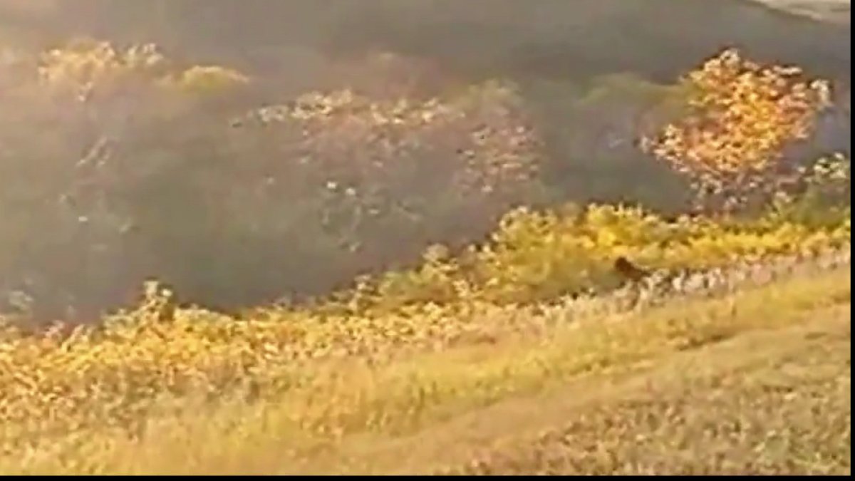 A recently-published video reportedly shot near Craven, Saskatchewan suggests that the legendary Bigfoot has been spotted in southern Saskatchewan.