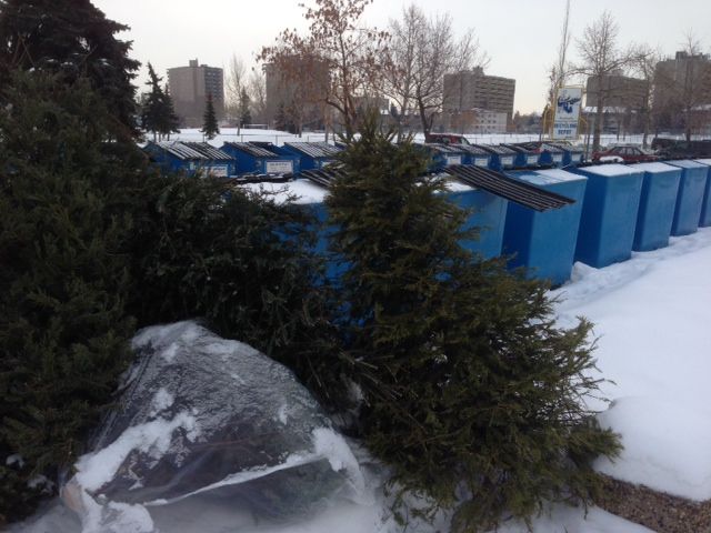 File: Christmas trees recycled in Edmonton.
