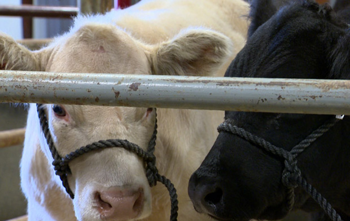 New livestock price insurance program for cattle, hog producers in western provinces.