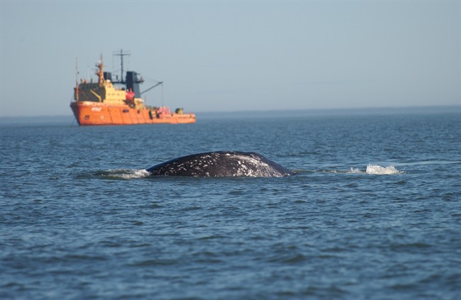 A study by a group of experts including two Canadians is offering recommendations to reduce the impact of seismic surveys by oil and gas companies on vulnerable whales and other marine species. 