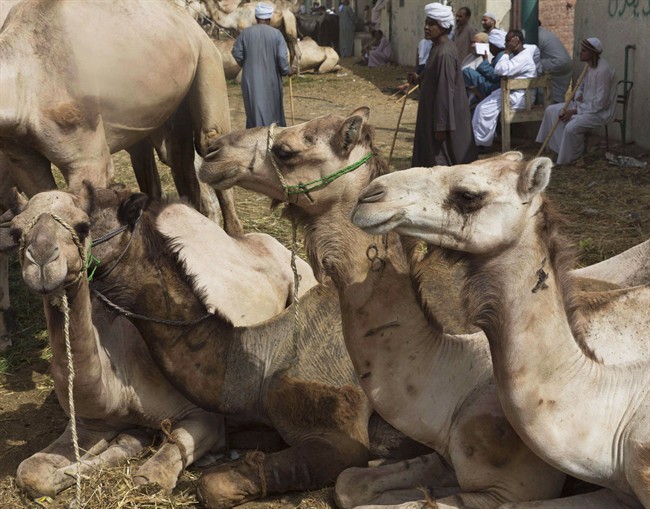 Camels rest during a weekly camel market in Birqash, Egypt, May 31, 2013. 