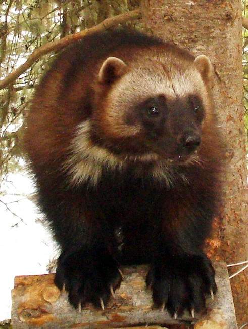 Wolverines discovered on B.C. coast - image