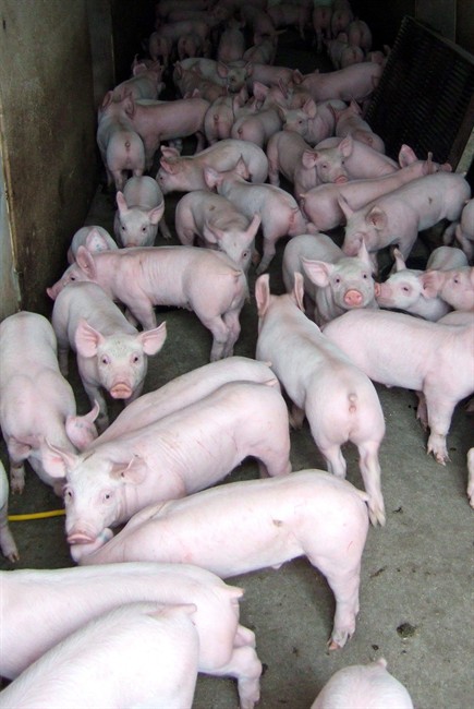 Pigs are pictured at a pig barn at an Ontario farm in a handout photo.