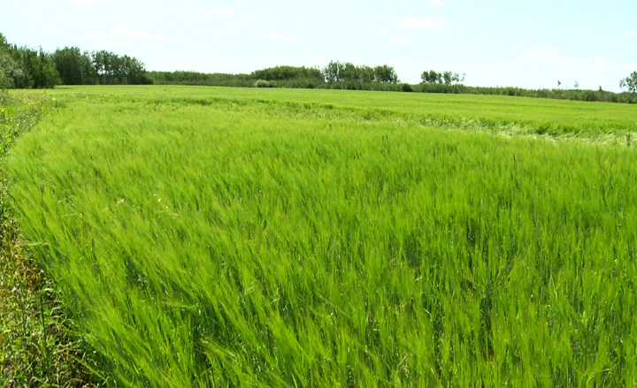 Federal and provincial governments invest nearly $7 million to advancing agriculture research in Saskatchewan.