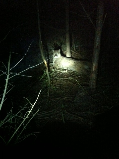 Cougar killed, hunt on for two others - image
