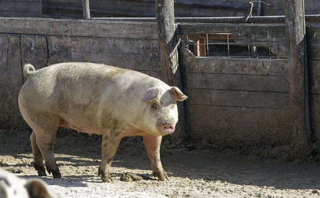 Alberta hog producers worried about Russia ban | Globalnews.ca