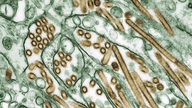 Avian flu found in southeast Washington backyard flock - image